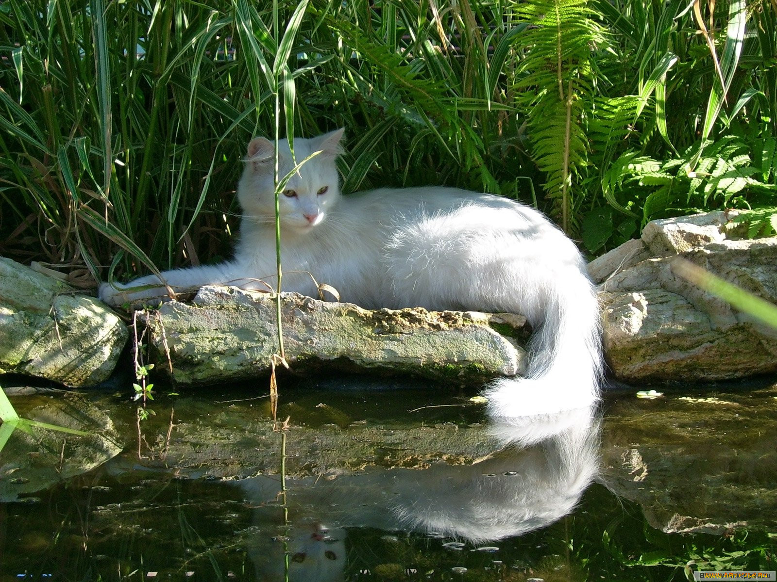 Коты в воде картинки